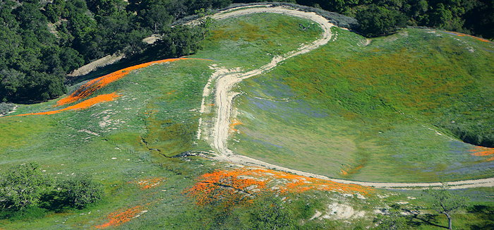 2093 Frolic of Lupines