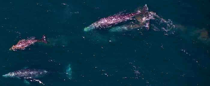 3585 Brown Gray Whales