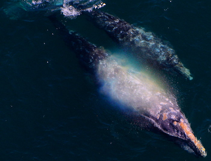 3703 Rainbow Whale Blow