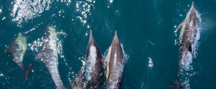 4978 Surfin' Cetaceans