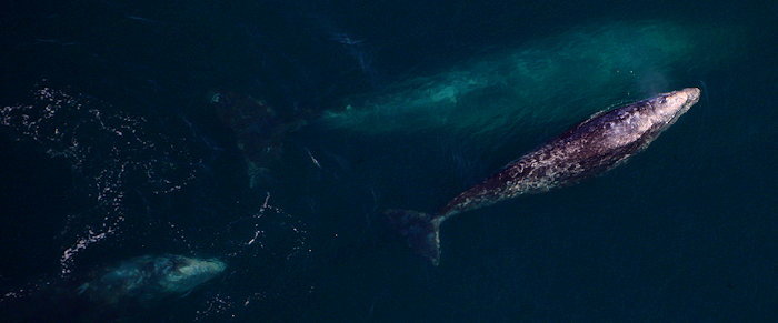 6150 Rising Fortunes