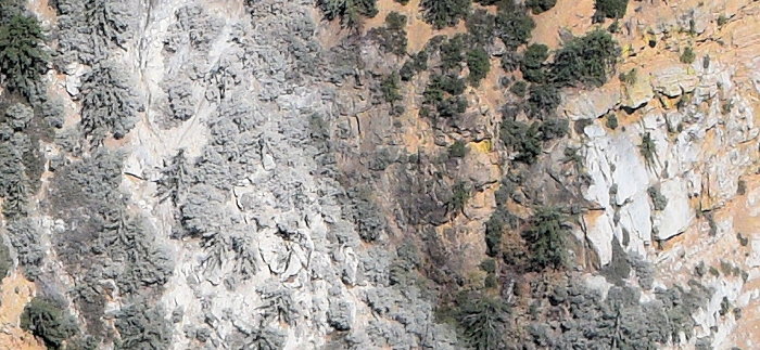 9926 "Flocked" Trees