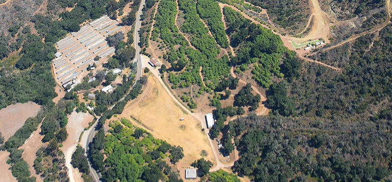 9997 Trees & Buildings