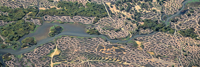 1602 Leopard Landscape