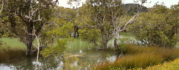 104828 Mangrove Swamp?