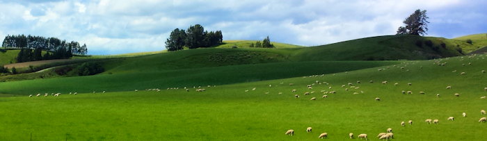 154612 Shadows & Sheep