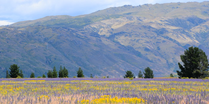 0785 Alexandra Airport Mesa