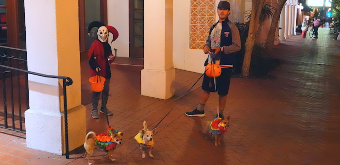 01318 Patient Pooches