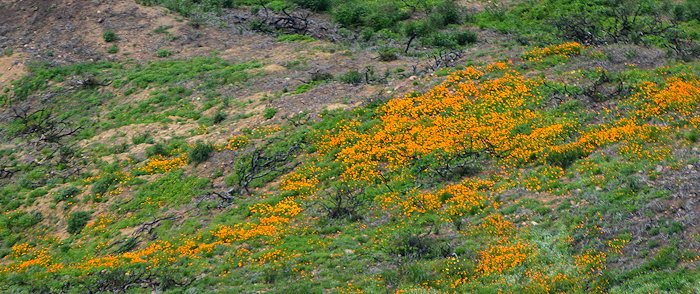 6726 Charcoal & Poppies