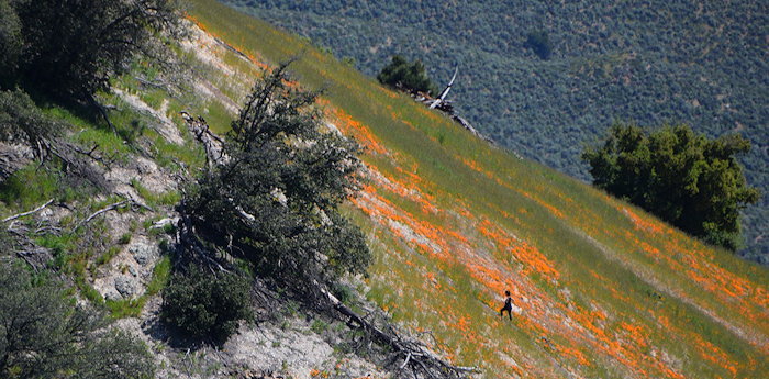 7395 Grass Mtn Poppies