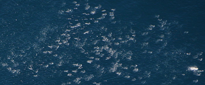 7745 1/3 Dolphin Frenzy