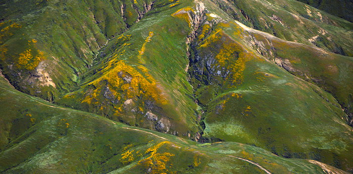 7779 Santa Rosa Blooms