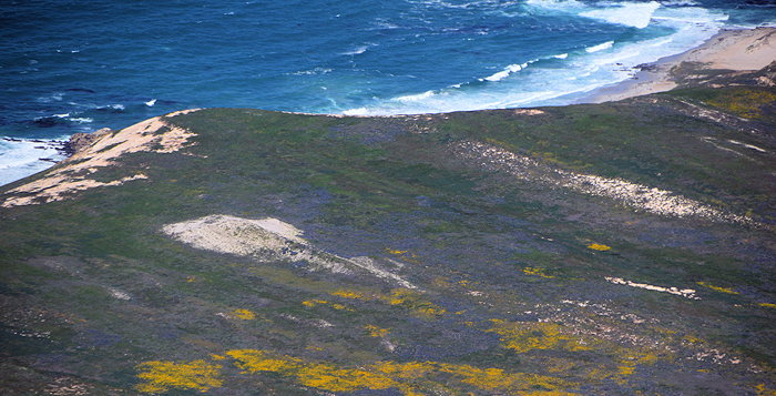 7797 San Miguel Bloom