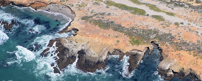 7853 Plants & Pinnipeds