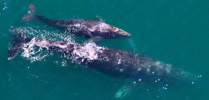 8557 Swimming Lessons