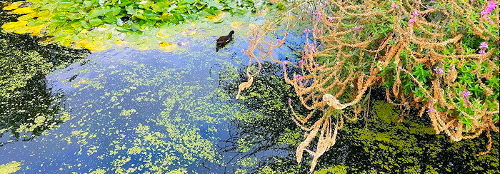 161822 Delighted Duck